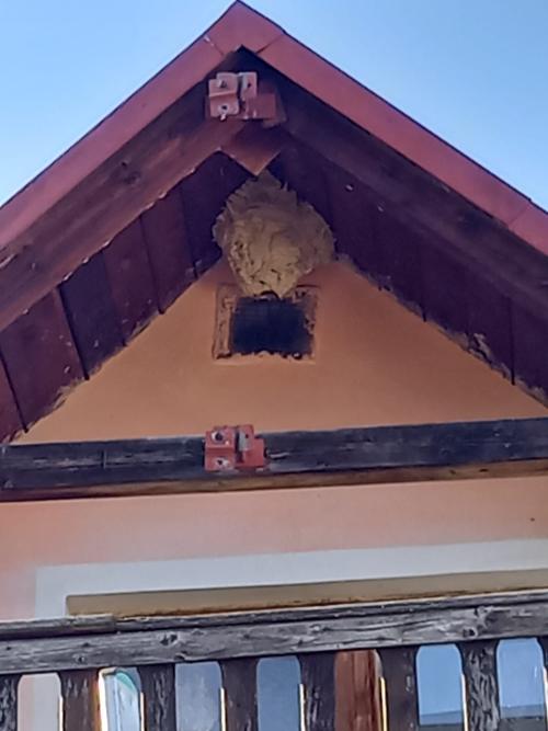 Zásah hasičů - likvidace sršního hnízda 16.9. 2023