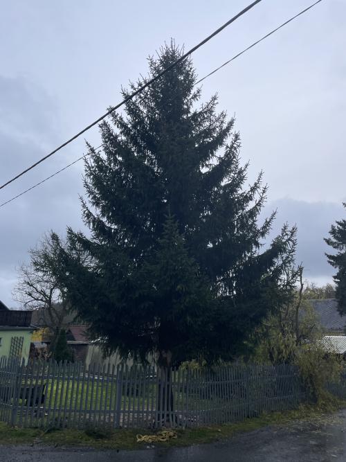 Vánoční strom pro Domažlice je z Mutěnína 19. 11. 2024. 