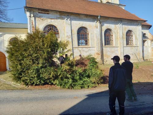 Kácení tújí - sobota 8.3. 2025